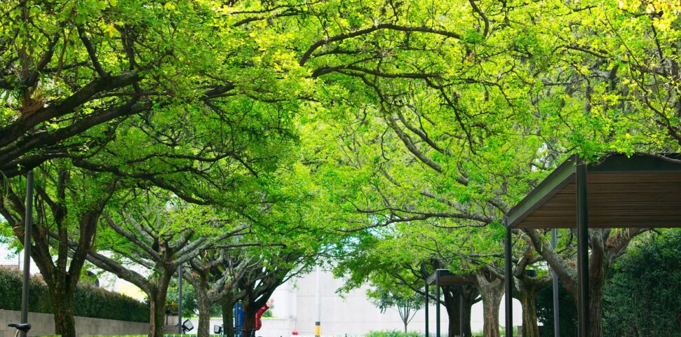 Viva CALI medellin, colombia, path, green, trees, spring, landscape, nature, urban, urban landscape, city, bike