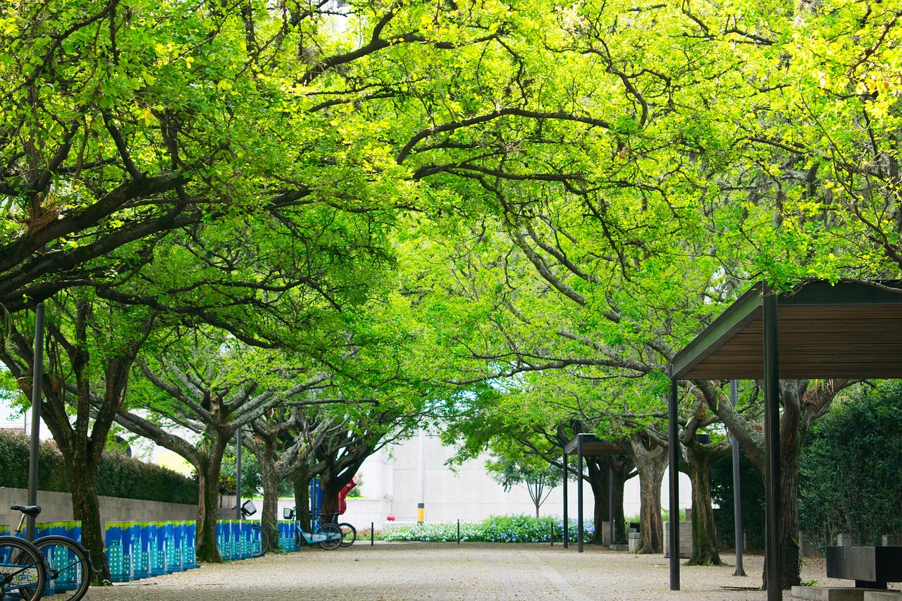 medellin, colombia, path, green, trees, spring, landscape, nature, urban, urban landscape, city, bike